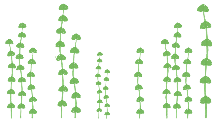 Seaweed